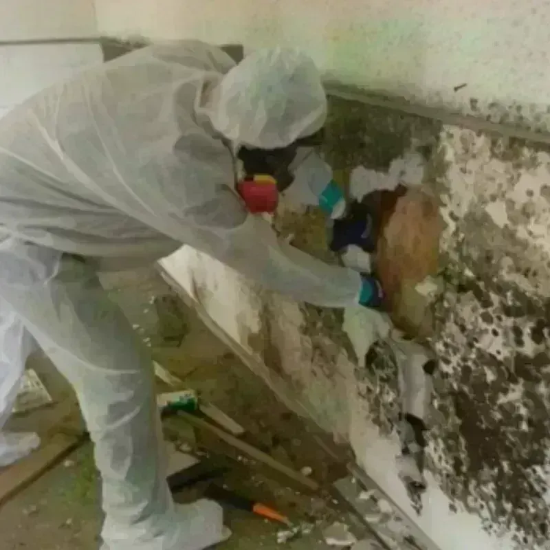 Mold Remediation and Removal in Garrett County, MD